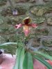 paphiopedilum villosum annamense - Copia.JPG