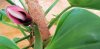 filodendro-fiore.jpg