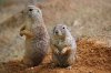 prairie-dogs-4179187__340.jpg