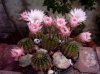 echinopsis eyriesii.jpg