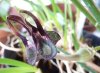 Ceropegia stapeliiformis x denticulata.jpg