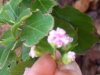 ninfaflower 004B.jpg ninfaflower 004B.jpg
