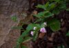 ninfa2 001B.jpg ninfa2 001B.jpg