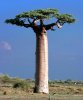 Adansonia_Grandidieri_Baobab_Morondava_Madagascar.jpg Adansonia_Grandidieri_Baobab_Morondava_Madagascar.jpg