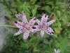 Tricyrtis hirta.jpg