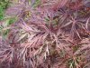 33_1_Acer-palmatum-Dissectum-Garnet-Geschlitzter-Blut-Faecherahorn.JPG