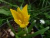 Sternbergia greuteriana1.jpg