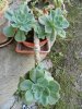 Echeveria glauca.jpg