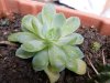 Graptoveria titubans.jpg