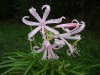 Nerine bowdenii3.jpg