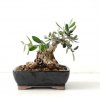 0010757_bonsai-shohin-di-olivo-55_540.jpg