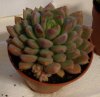 echeveria boh.jpg