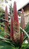 Aloe speciosagit03.jpg