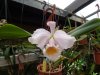 cattleya schroederae.JPG