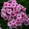 PHLOX.jpg