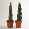 Sansevieria-cylindrica-intrecciata.jpg