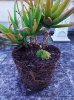 aloe3.jpg aloe3.jpg