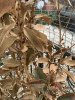 osmantus secco e marrone1.jpg osmantus secco e marrone1.jpg