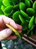 crassula1.jpg