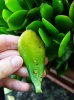 crassula2.jpg