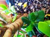 crassula3.jpg