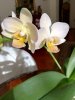 Phal. Snowy Sunset 2020 (1).jpg