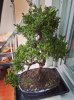 Bonsai 2015.JPG