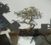 DSCN1734.jpg