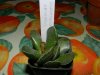 Adromischus cristatus.jpg