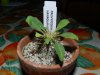 Pachypodium namaquanum.jpg