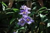 Rampicante fiori_002azzurri.jpg