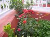 IMGP0528.jpg