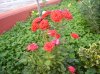 IMGP0530.jpg