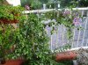 IMGP0533.jpg