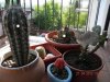 cactussss.jpg
