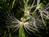 Habenaria medusae1.jpg