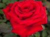 rose-rose-romantiche-marcel-pagnol-meisoyris_Nit_1205.jpg