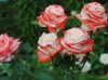 rose-rose-degli-impressionisti-imperatrice-farah_Nit_1970.jpg