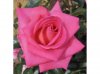 rose-ibridi-di-tea-parfum-royal_Nit_13645.jpg