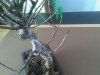 bonsai ficus2 06 04 20.jpg