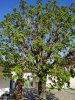 Albero.jpg