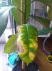 ficus2.jpg