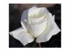 rose-ibridi-di-tea-metropolitan-gardenia-meifaissel_Nit_2217.jpg