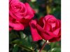 rose-ibridi-di-tea-hot-lady-exquisite_Nit_24148.jpg