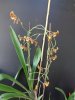 cyrtochilum macrantum 2 - Copia.JPG