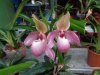 paphiopedilum delophyllum - Copia.JPG