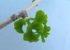 2020-4 GINKGO 4 - Copia.JPG