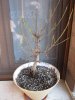 bonsai ficus1 14 04 20.JPG