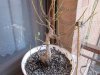 bonsai ficus2 14 04 20.JPG