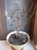 bonsai ficus1 14 04 20.JPG